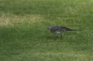 IMG_4409.jpg