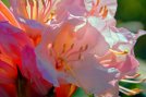 pink-flowers.jpg